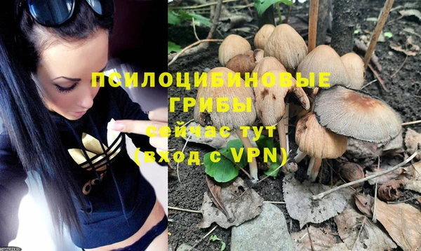 шишки Абаза